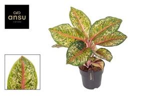 Aglaonema mix