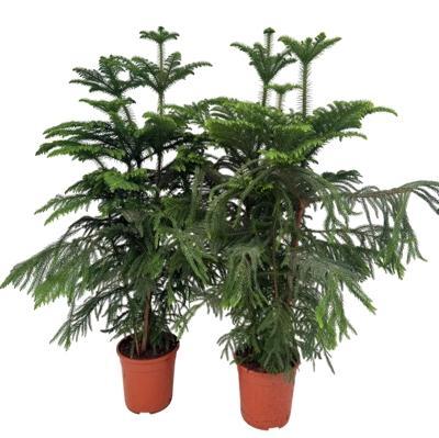 Araucaria heterophylla