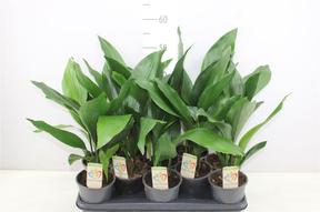 Aspidistra elatior