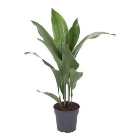 Aspidistra elatior 11+