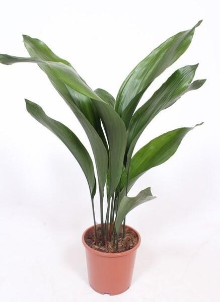 Aspidistra elatior 11+