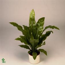 Asplenium nidus