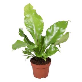 Asplenium nidus