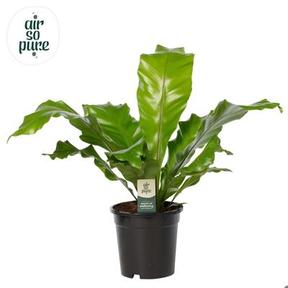 Asplenium nidus