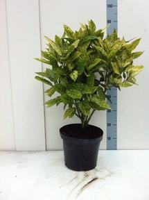 Aucuba japonica