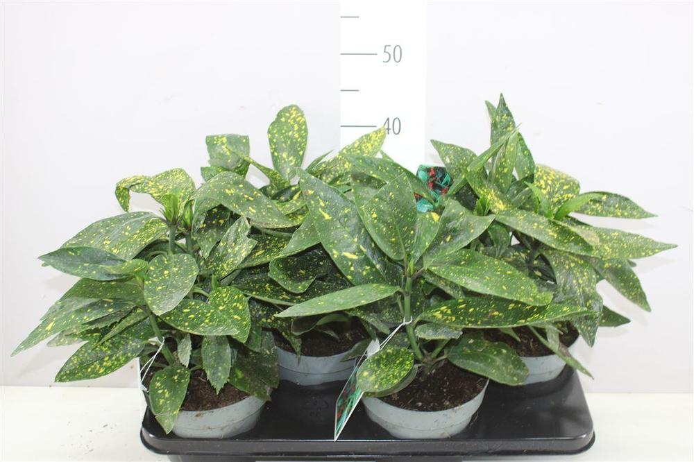 Aucuba japonica Variegata