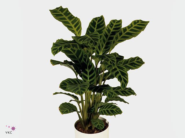 Calathea Gemengd
