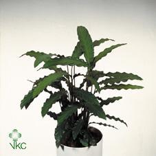 Calathea mix