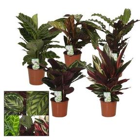 Calathea mix
