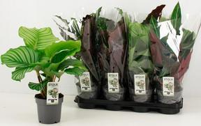 Calathea mix