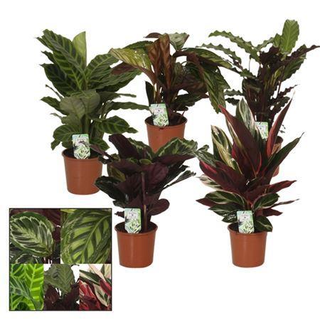 Calathea mix