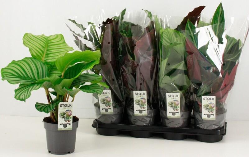 Calathea mix
