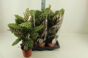 Calathea mix