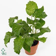 Calathea musaica Network
