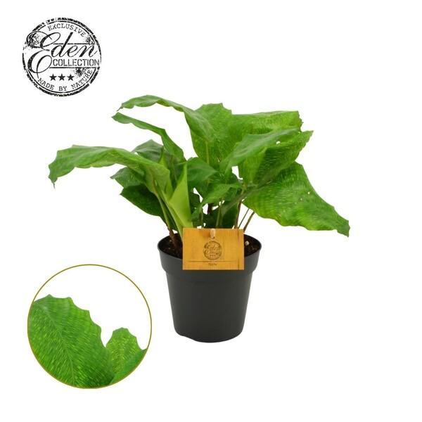 Calathea musaica Network