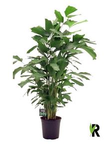Caryota