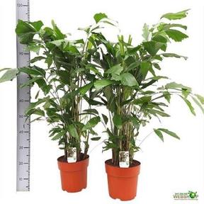Caryota