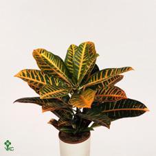Codiaeum Petra