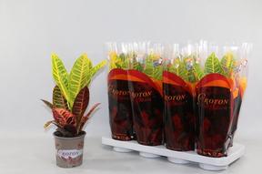 Codiaeum Petra