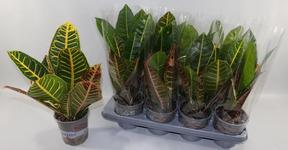 Codiaeum Petra