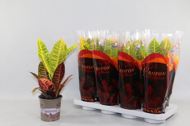 Codiaeum Petra