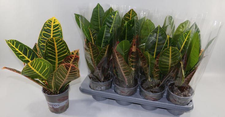 Codiaeum Petra