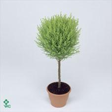 Cupressus duobol