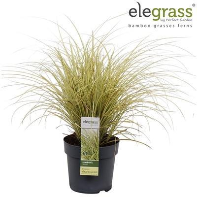 Cupressus duobol