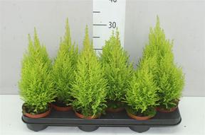 Cupressus Goldcrest Wilma