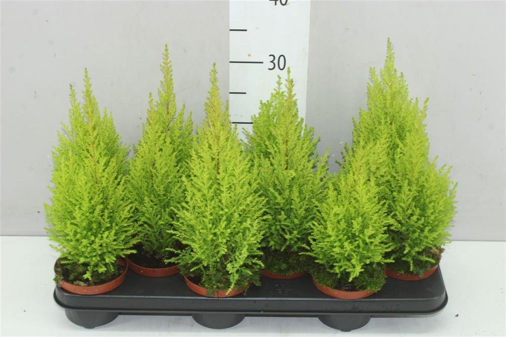 Cupressus Goldcrest Wilma