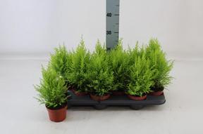 Cupressus macr. Goldcrest Wilma