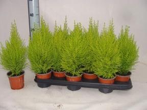 Cupressus macr. Goldcrest Wilma