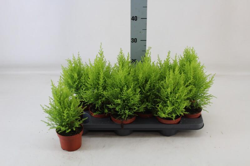 Cupressus macr. Goldcrest Wilma