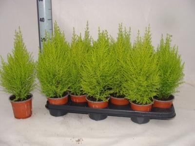 Cupressus macr. Goldcrest Wilma