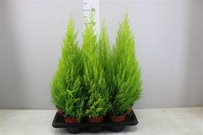 Cupressus macr. Goldcrest Wilma