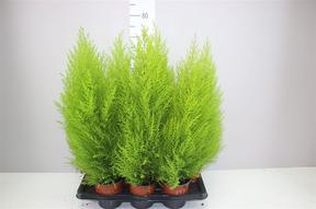 Cupressus macr. Goldcrest Wilma