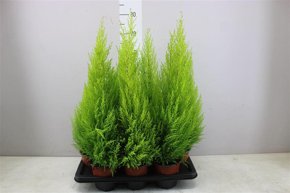 Cupressus macr. Goldcrest Wilma