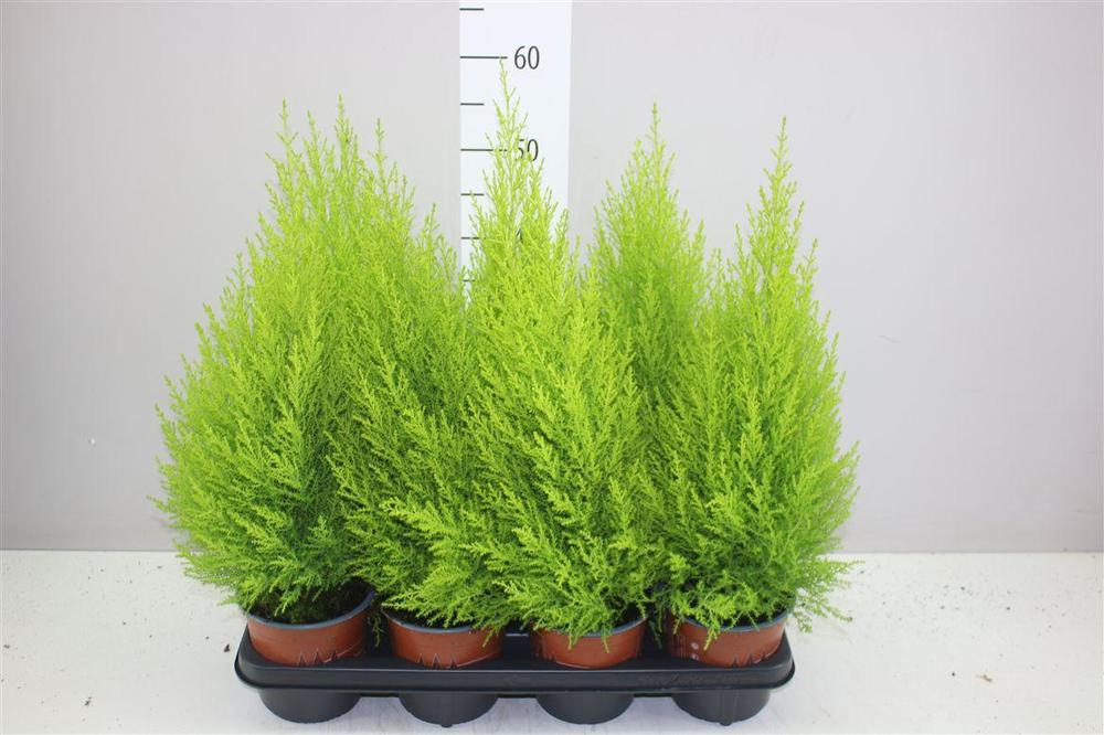Cupressus macr. Goldcrest Wilma