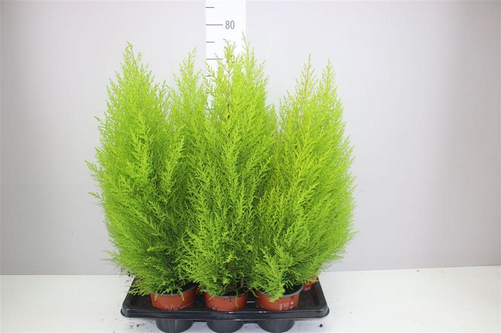Cupressus macr. Goldcrest Wilma