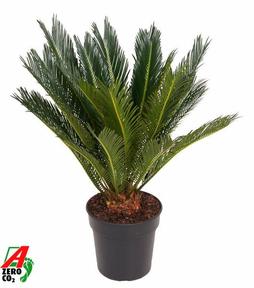 Cycas