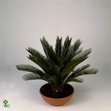 Cycas revoluta