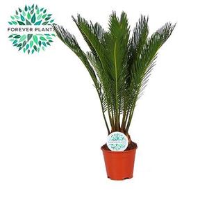 Cycas revoluta