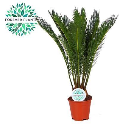Cycas revoluta