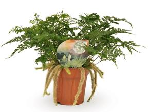 Davallia tyermannii