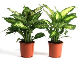 Dieffenbachia mix