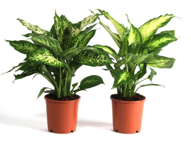 Dieffenbachia mix