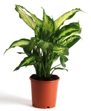 Dieffenbachia mix