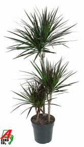 Dracaena marg. Magenta 3PP