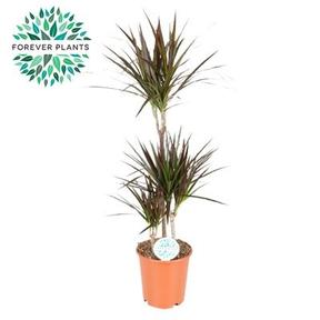 Dracaena marg. Magenta 3PP
