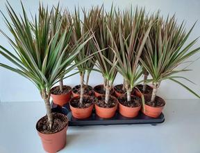 Dracaena marginata Bicolor